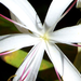 Safari-Flora6.jpg