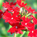 Safari-Flora5.jpg