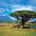 22554_mount pico.jpg