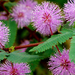 Safari-Flora7.jpg