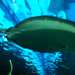 Manta ray swimming over us in the tunnel