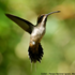 Colibri.jpg
