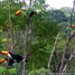 tucan5.jpg