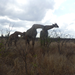 More giraffes.