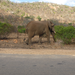 Another view of an elephant. This one had just crossed the road in front of our car.
