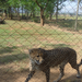 Cheetah in the Lion Park.