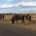 Wildebeest grazing along the side of the road. Most of the animals seem to like the grass along the edge of the road, and are often spotted grazing there.