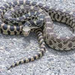 snake.jpg
