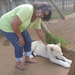 Petting a lion cub.
