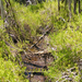 Mosquito goo trail