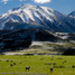 Canterbury_ New Zealand _MG_6289.jpg