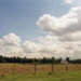 Wilcox county farm.JPG