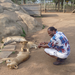 Playing with lion cubs.