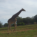Giraffe meandering down the road in the Lion Park.