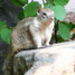 squerel.jpg