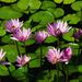Water lilies.jpg