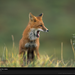 fox.jpg