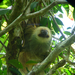 sloth.JPG