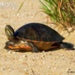 turtle.jpg