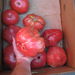 A box full of enormous tomatoes in a village in the Rhodope Mountains.
