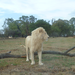 Lion in the Lion Park.