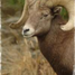 billygoat.jpg