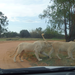 Lion sniffing lioness.