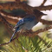yosemite bird.jpg