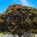25122010-Wellington2.jpg