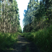 Off roading down Mudd Ln. on the way to Waipio