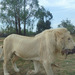 King of the jungle and his prey.