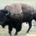 bison2.jpg