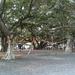 Lahaina Banyan Tree