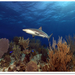 Shark-Reef-400b.jpg