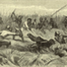 Crocodile mobbed in the Sudd 1884.jpg