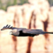 BRCA-Golden%20Eagle%20NPS.jpg