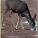 bryce-canyon-fauna.jpg