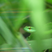 green parrot snake