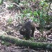 white nosed coati