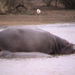 Hippo