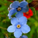 flowers.jpg
