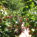 A feast of raspberries in the Rila Mountains, where berry bushes cover acres and acres of open alpine meadow.