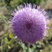 DSC01110.jpg