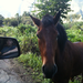 This horse likes passion fruit