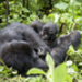 rwanda_08_07_49.jpg