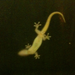 gekko