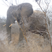 Up close and personal with a wild elephant.