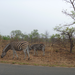 Zebras grazing along the side of the road.