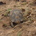 Tortoise - We saw him crossing the road and waited until he was on safe ground.