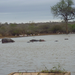 Hippos in the lake near camp.